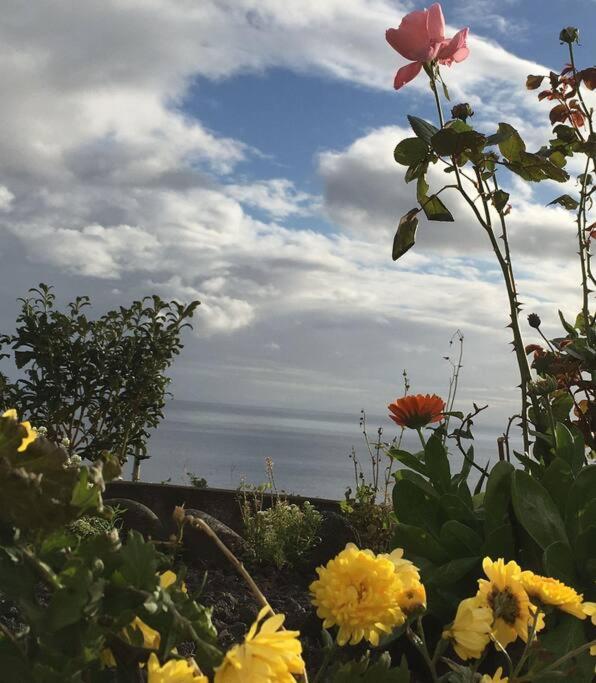Sunflower Guest House - Madalena - Pico Sao Caetano  エクステリア 写真