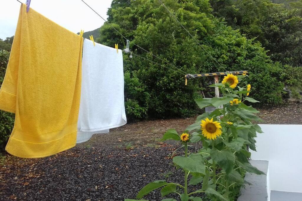 Sunflower Guest House - Madalena - Pico Sao Caetano  エクステリア 写真