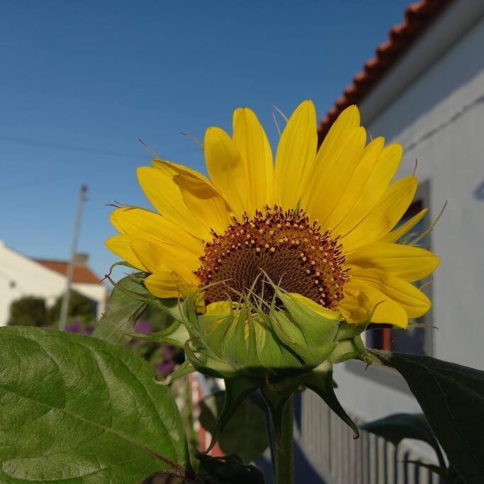 Sunflower Guest House - Madalena - Pico Sao Caetano  エクステリア 写真
