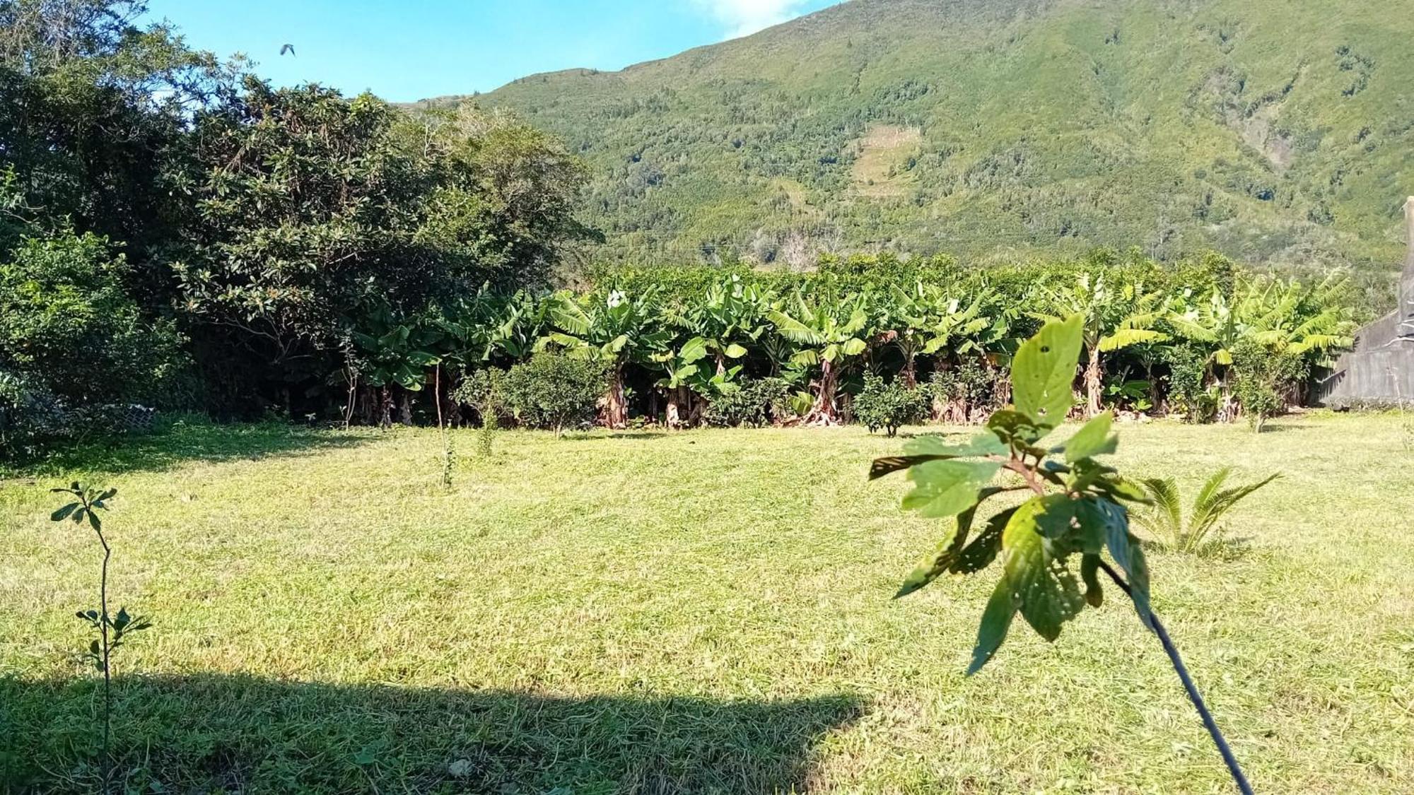 Sunflower Guest House - Madalena - Pico Sao Caetano  エクステリア 写真